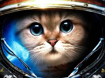 Прикрепленное изображение: fotooboizhivotnyekotkosmonavt.sm.jpg